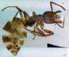 Formica sp.